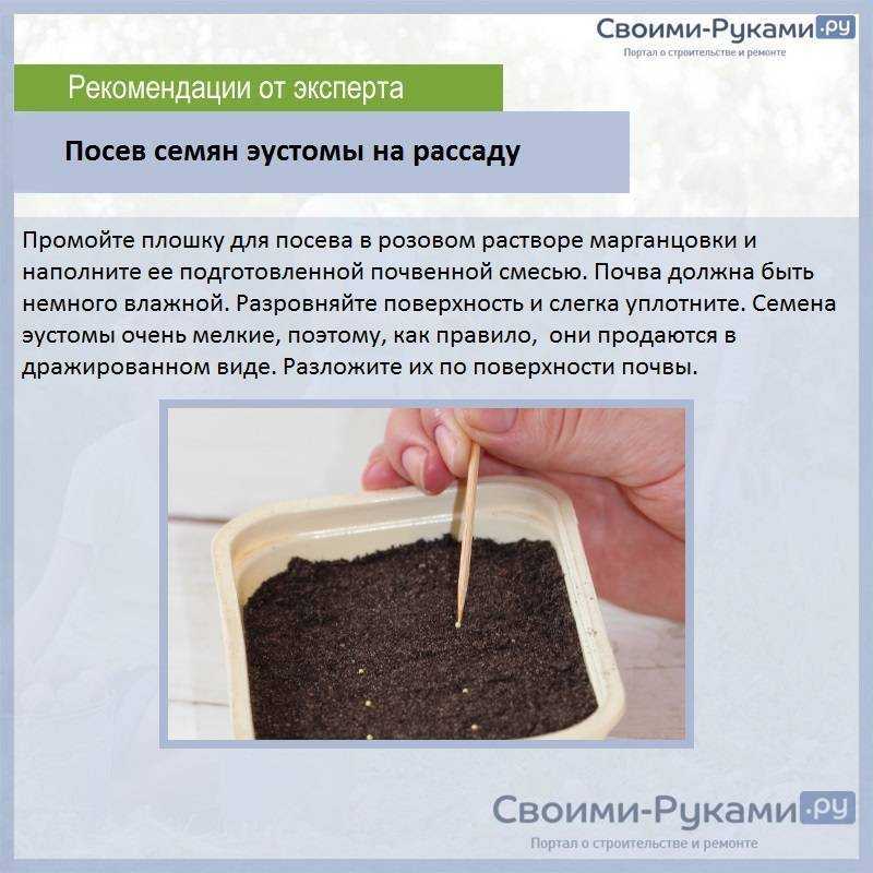 Выращивание эустомы из семян, мастер-класс, фото на supersadovnik.ru