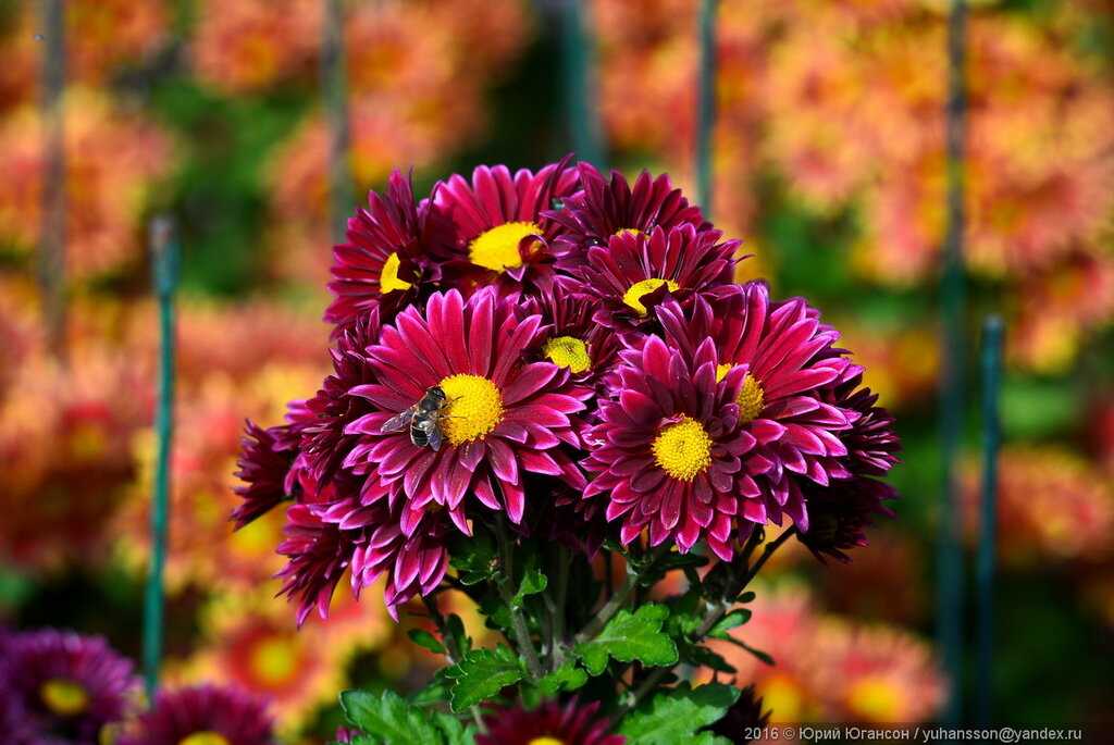 Топ-30 лучших осенних цветов для вашего сада | фото