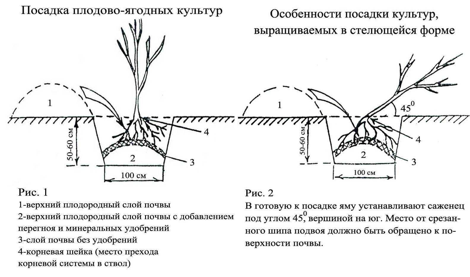 Посадка садовой ежевики в открытый грунт осенью и весной: сроки, правила, схемы