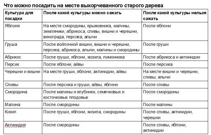 Соседи клубники на грядке и что лучше посадить после нее: полезные советы