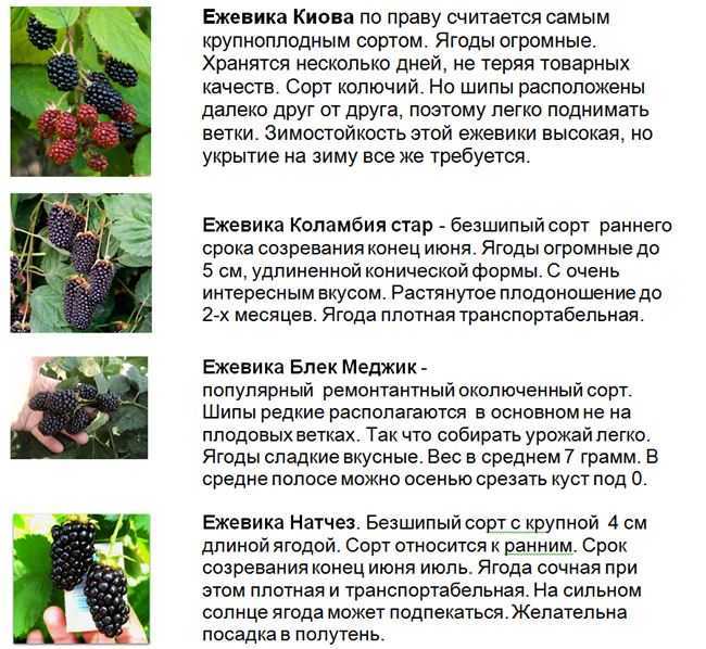 Эсхинантус фото цветок уход в домашних условиях, эсхинантус мона лиза, мраморный, жар птица