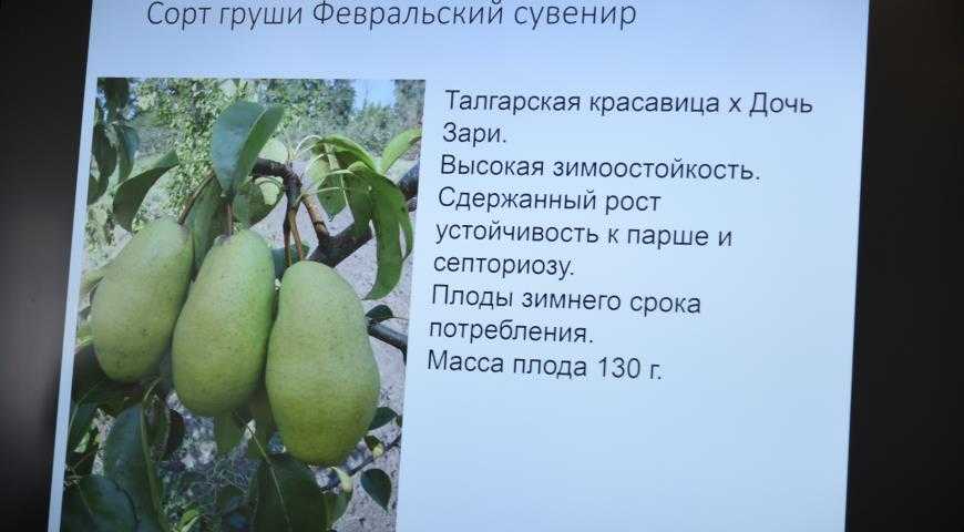 Надёжная груша талгарская красавица: особенности выращивания и ухода