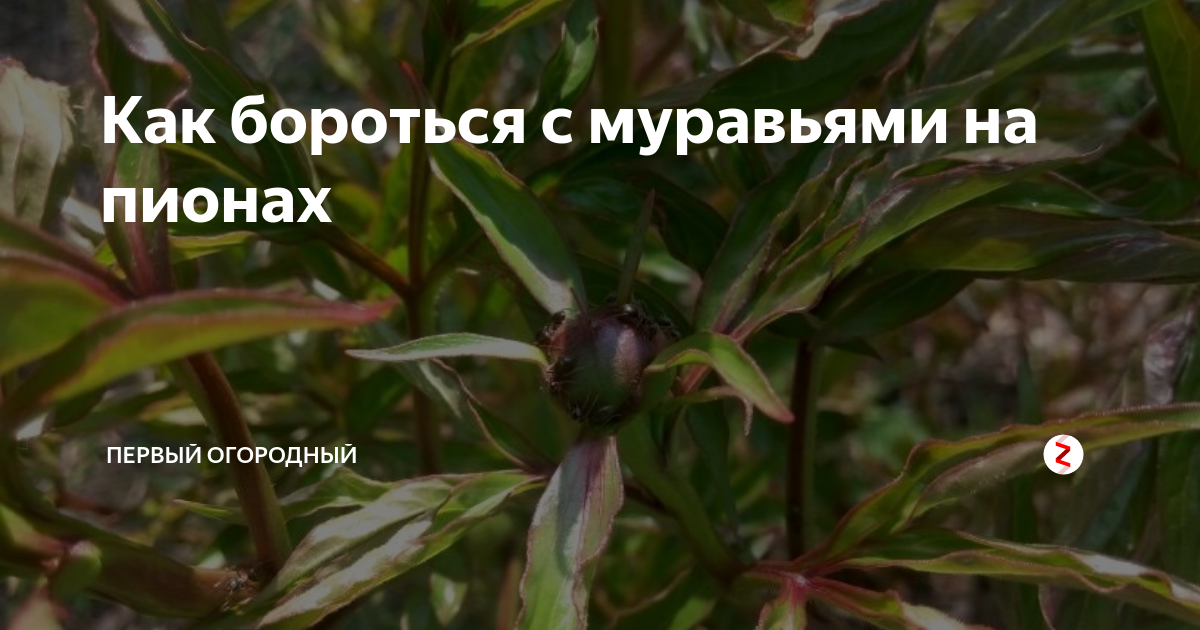 Муравьи на пионах: какой вред наносят и способы избавиться от них