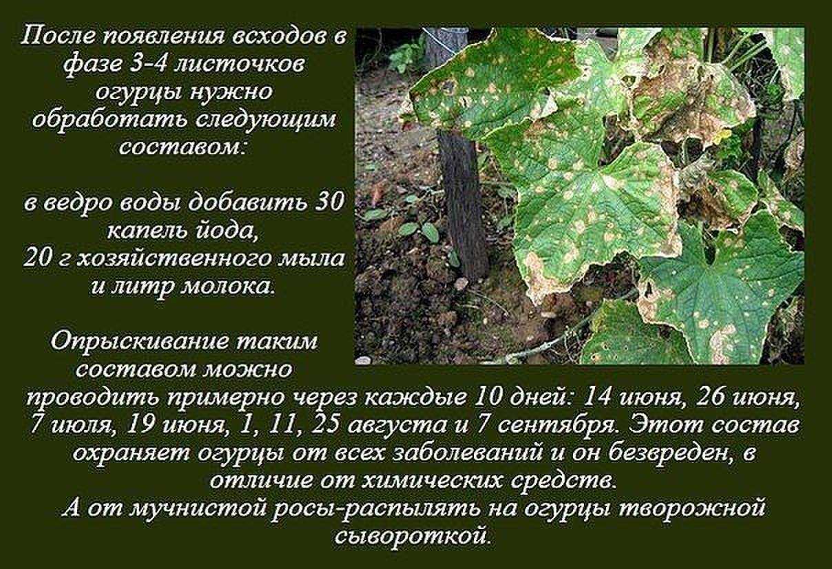 Для чего обрабатывают огурцы йодом и молоком, как правильно это делать Видео по теме