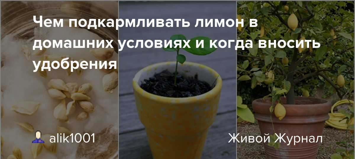 Подкормка лимона - лучшие минеральные составы и органика