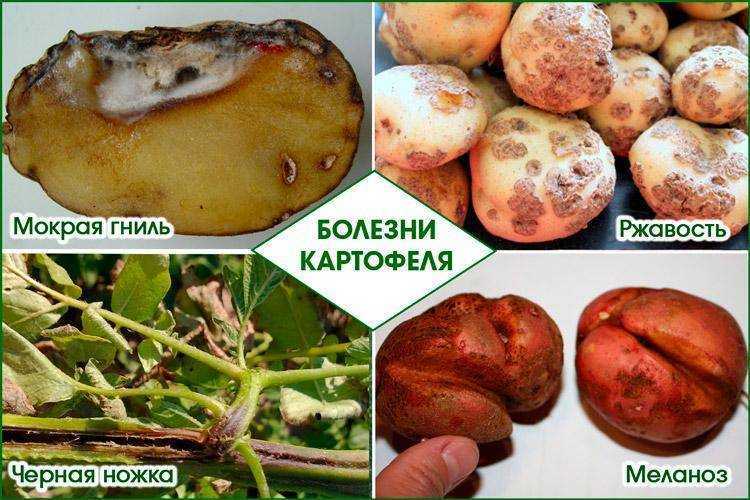 Картошка в погребе покрывается плесенью