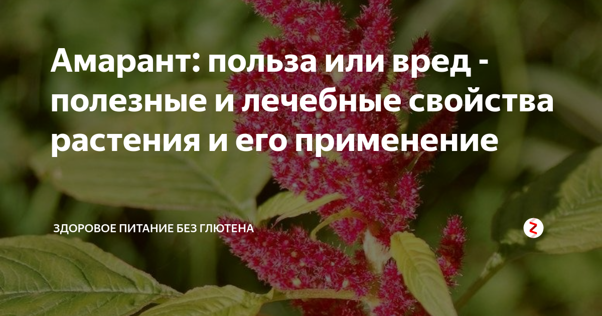 Амарант — редкостный универсал: красивый, полезный и вкусный. виды и сорта, использование. фото — ботаничка