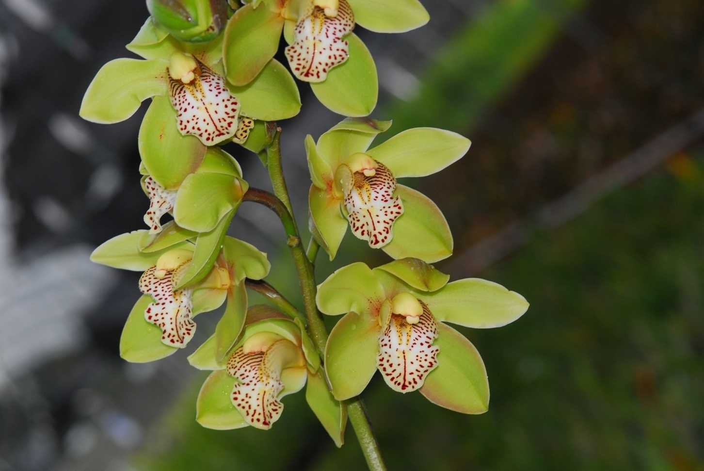 Цимбидиум - сельская орхидея: разведение и уход в домашних условиях