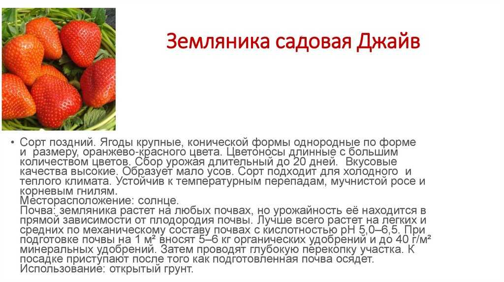 Лучшие сорта земляники описание и фото на supersadovnik.ru