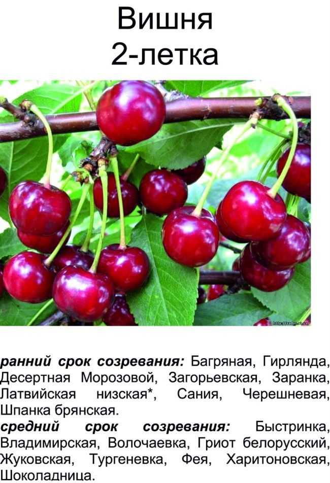 Родословная русской вишни