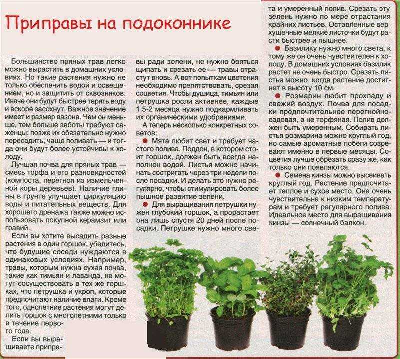 Выращивание кинзы из семян, рекомендации начинающим огородникам