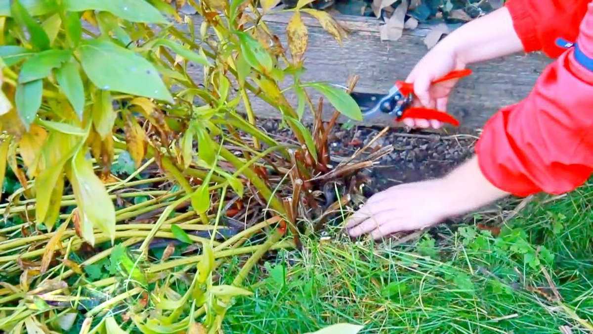 Когда обрезать пионы после цветения на зиму