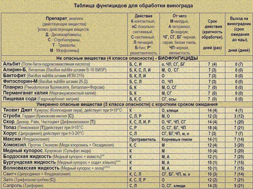 Весенняя обработка винограда от болезней и вредителей: как, когда и чем