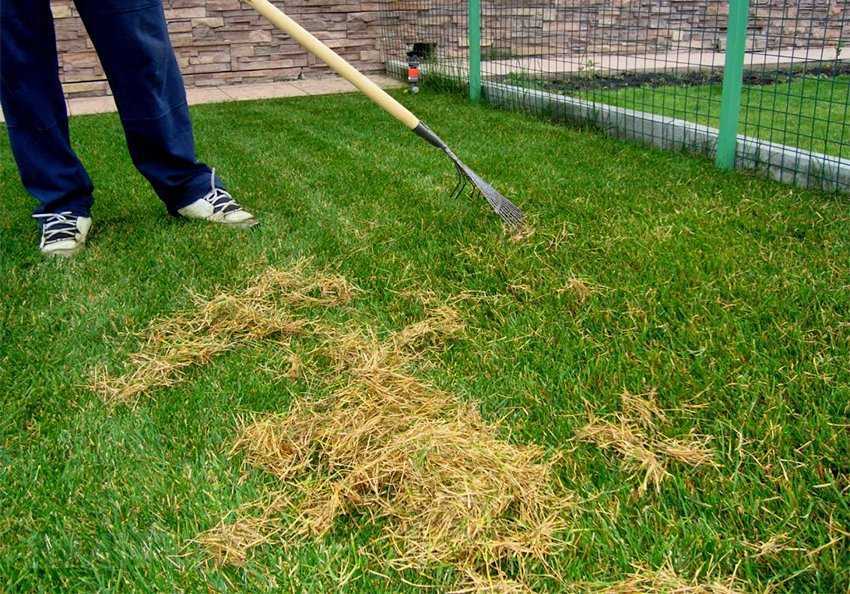 Как сажать газонную траву весной семенами:посадка, уход, советы     :: клео.ру