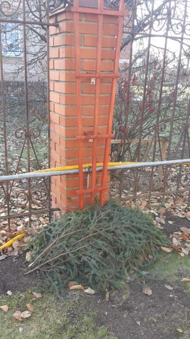 Чем и как укрыть клематис на зиму