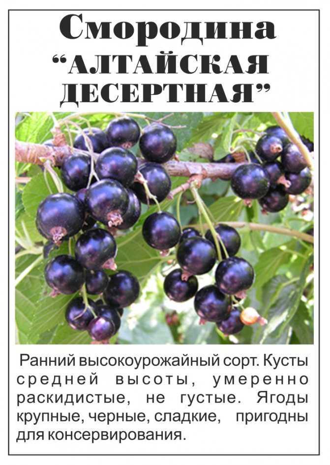 Черная смородина в наших садах - фермеры россии