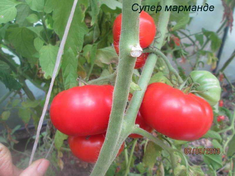 Томат марманде marmande: описание, отзывы, фото, урожайность