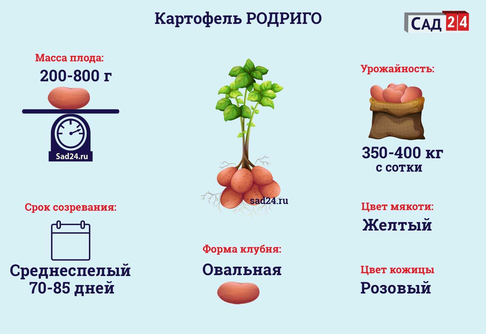 Картофель сорта американка: характеристика и особенности, схема посадки, выращивание и уход, фото