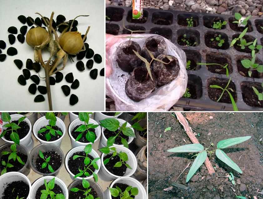 Ипомея: описание, сорта, посадка, уход | 50 фото+отзывы
