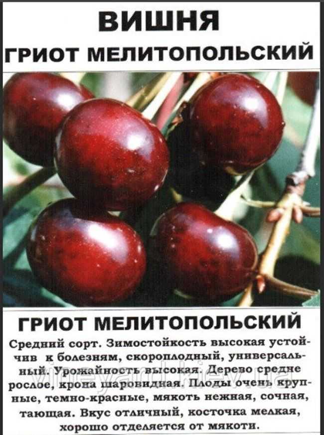 Вишня жуковская: описание и характеристика сорта, достоинства и недостатки, особенности посадки и ухода + фото и отзывы