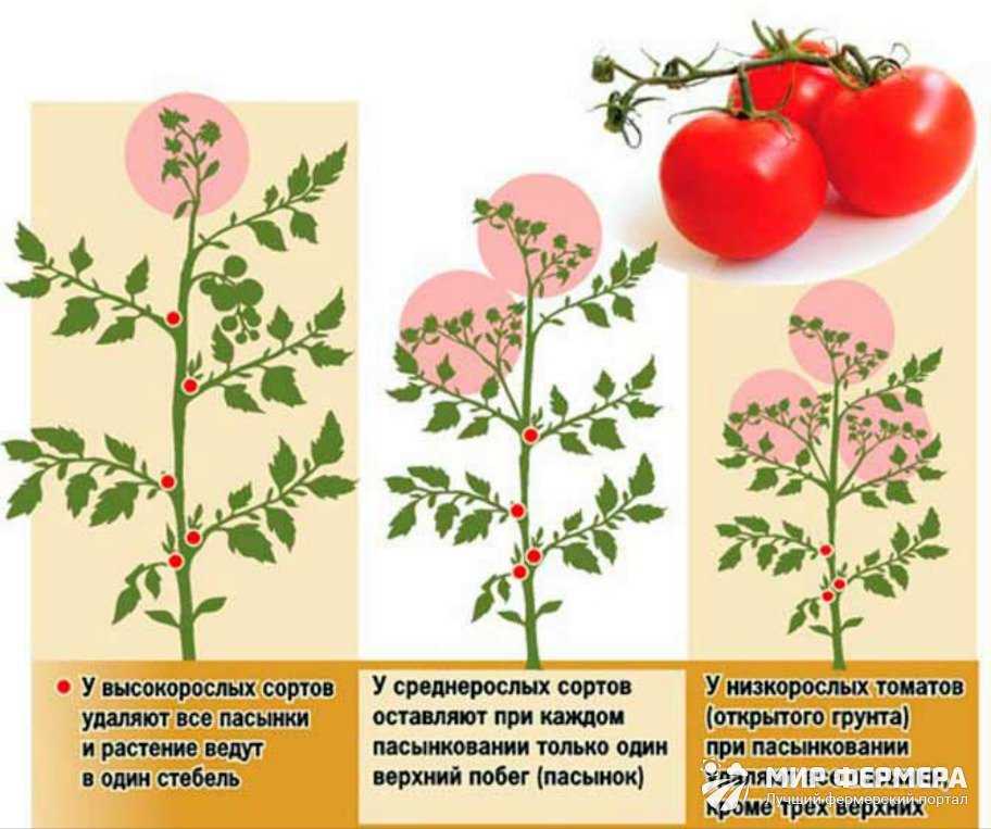 Пасынкование — что это такое и зачем оно нужно Описание непасынкующихся сортов томатов, их преимущества и недостатки Особенности ухода Отзывы огородников