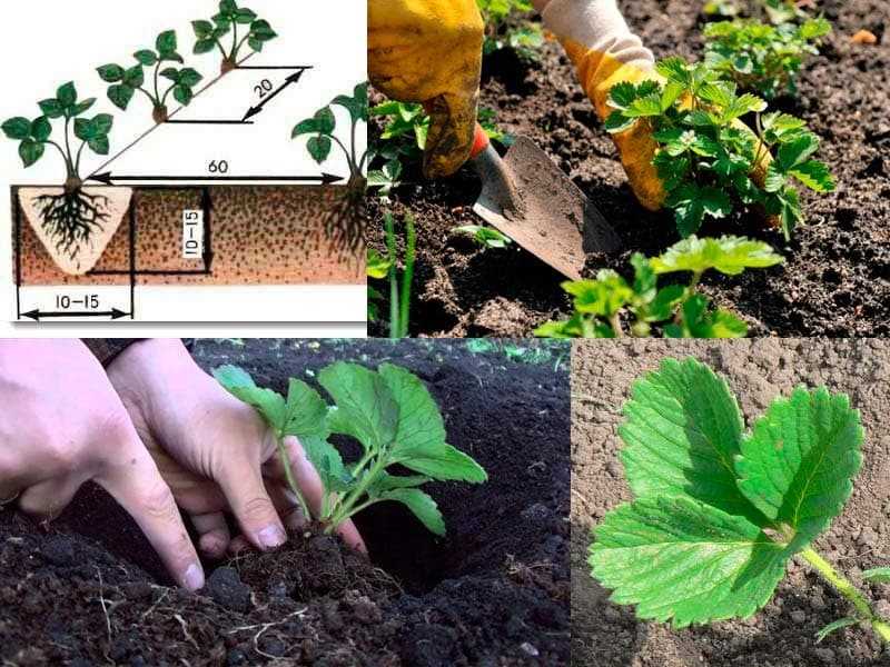 Посадка клубники осенью в открытый грунт: раскрываем секреты