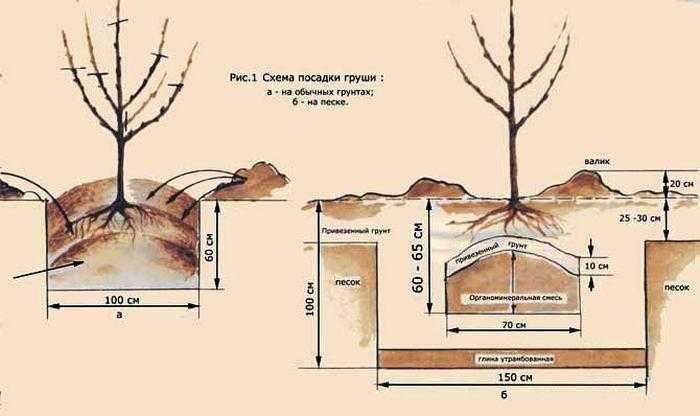 Посадка груши с закрытой корневой системой - пошаговая инструкция