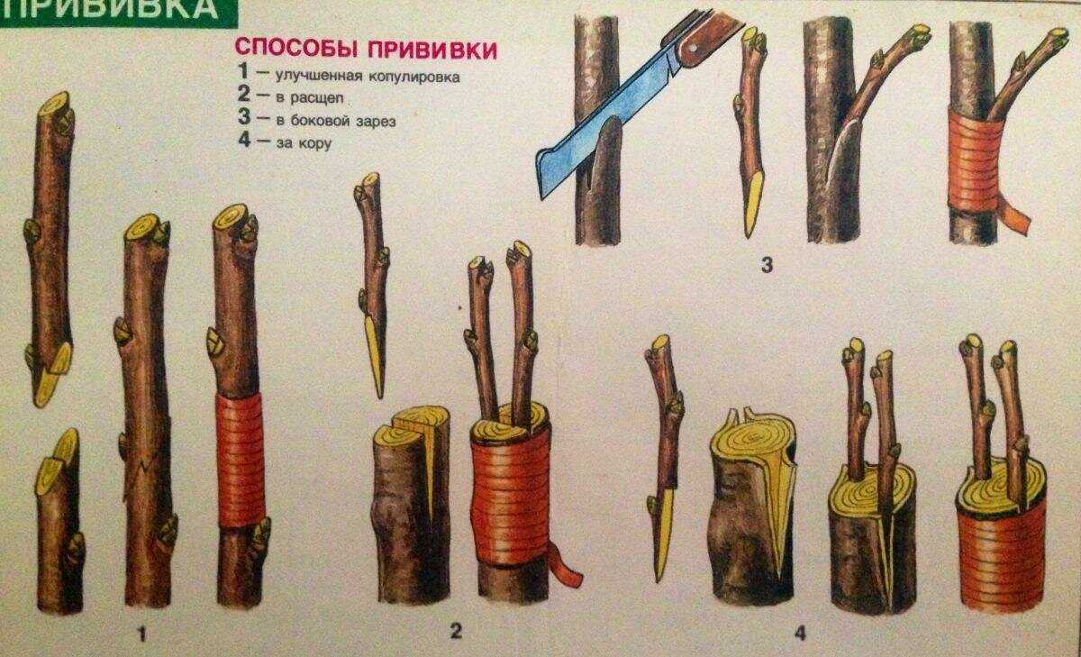 Совместимость подвоя и привоя плодовых деревьев: на что прививать? на supersadovnik.ru