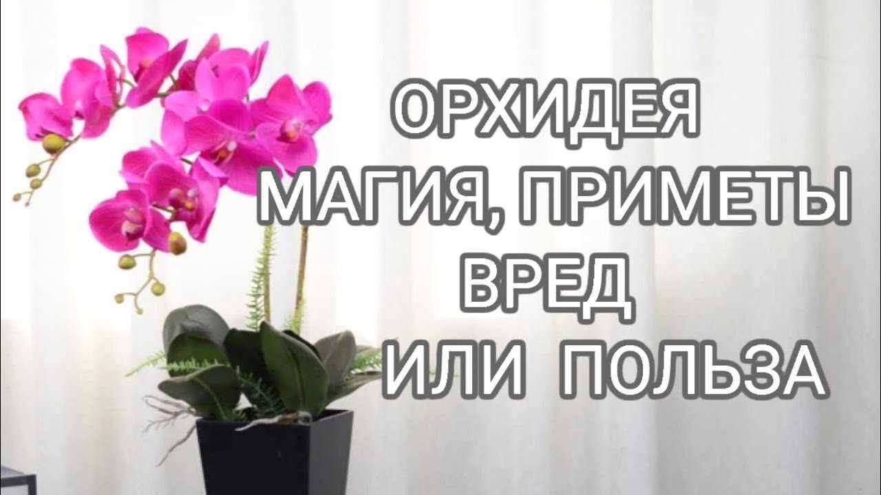 Орхидея в доме: приметы и суеверия, можно ли держать