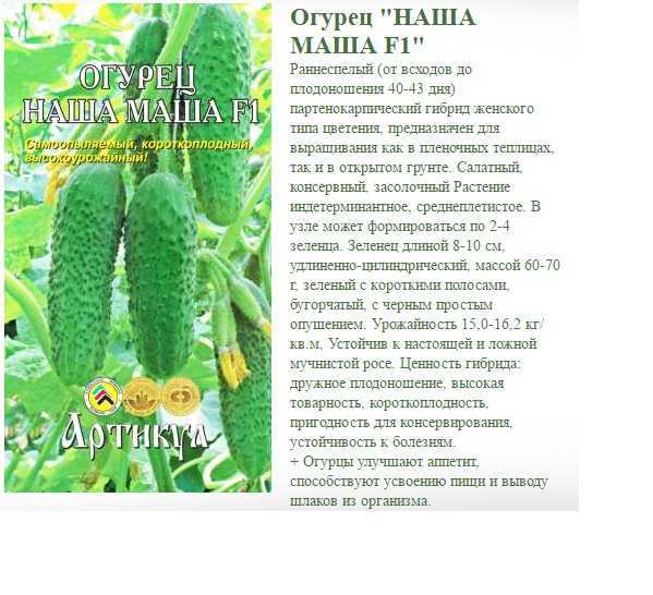 Пучковые сорта огурцов на 2022 год: фото гибридов, посадка, выращивание в теплице и грунте |