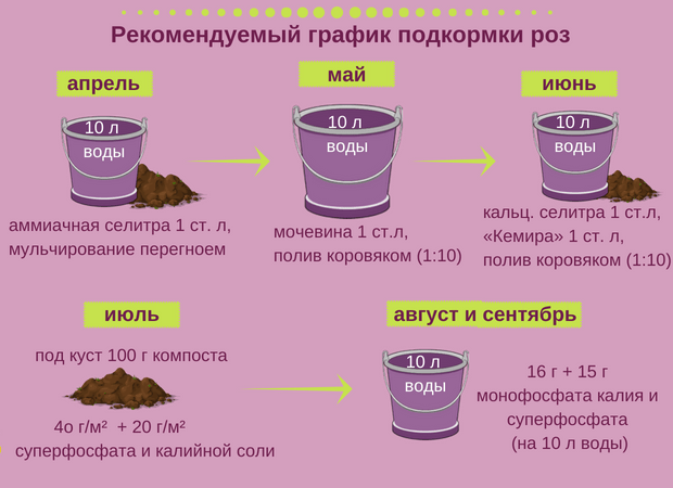 Как правильно поливать розы | энциклопедия роз