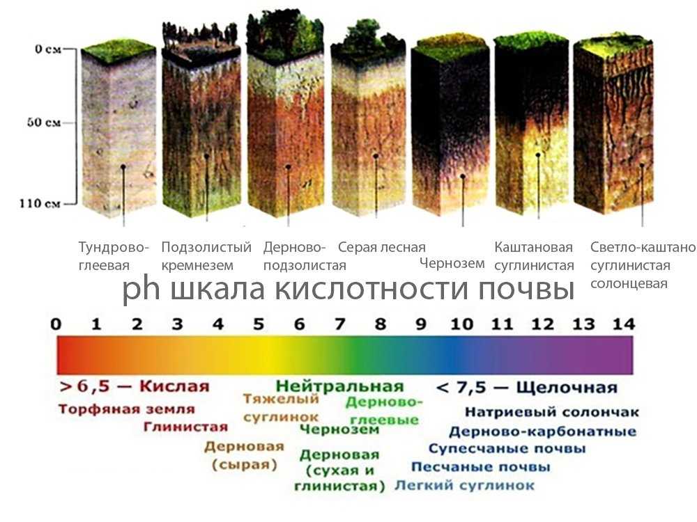 В какой зоне наиболее плодородные почвы. Кислотность почвы России. Растения индикаторы кислотности почвы щелочной. Шкала кислотности и щелочности почвы. Шкала PH почвы кислотности почвы.