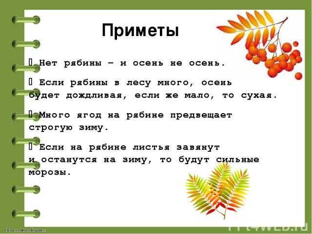 У древних славян рябина считалась священным деревом, поэтому с ней связано множество хороших примет и поверий Рябина, растущая около дома, будет не