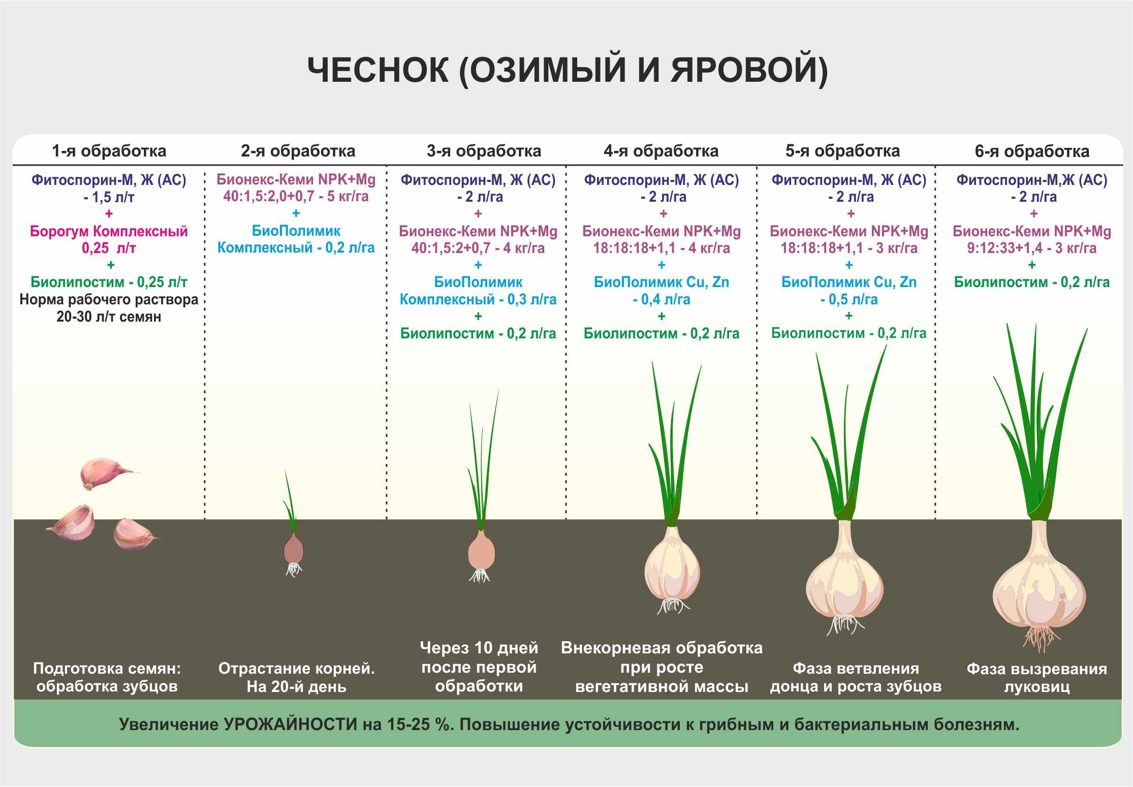 Когда и как сажать щавель весной и осенью под зиму в открытый грунт: правила посадки и выращивания