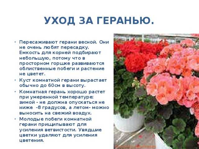 Уход за геранью в домашних условиях для начинающих: как выращивать пеларгонию, особенности ухода