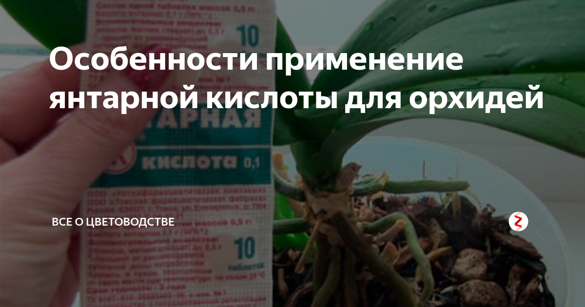 Как подкормить орхидею янтарной кислотой - тонкости применения янтарина