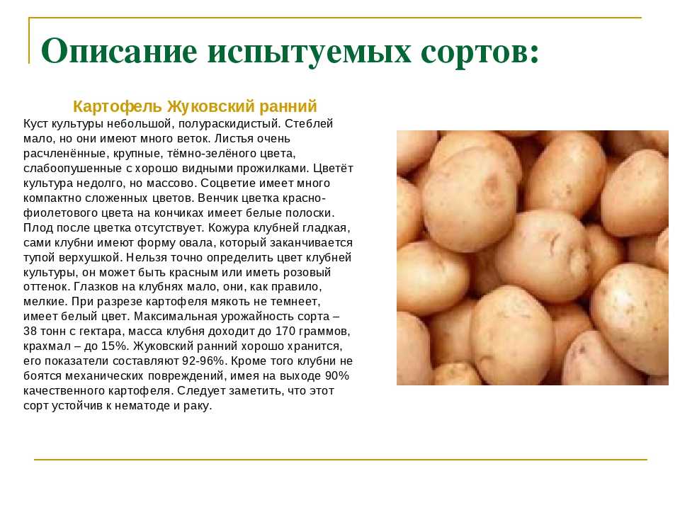 Лучшие сорта картофеля для сибири (западной и восточной): описание и характеристики, фото