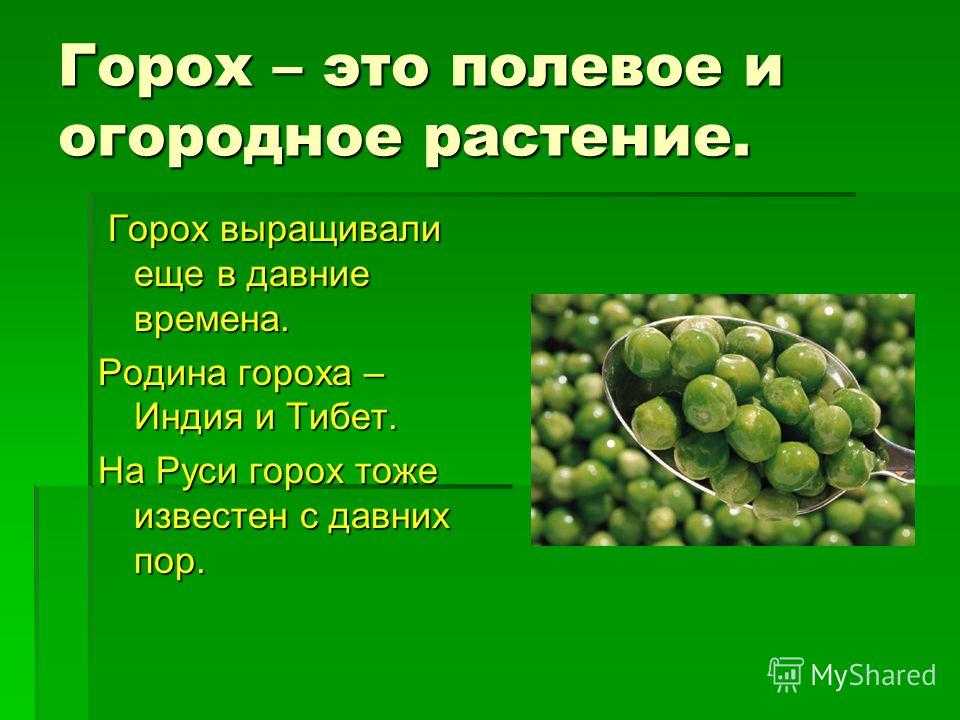 Выращивание гороха по всем правилам на участке