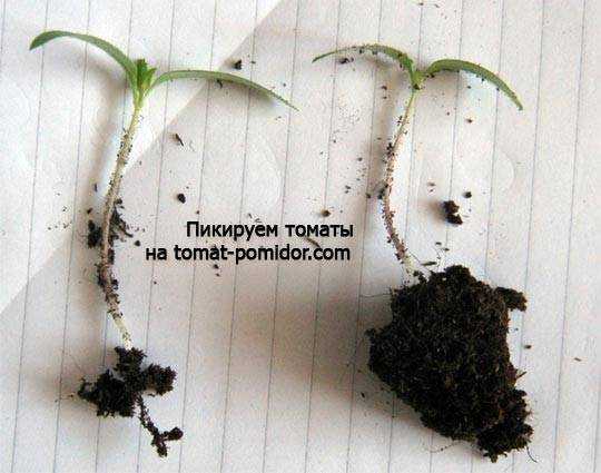 Что дает выращивание рассады томатов без пикировки — нюансы посадки: подготовка, уход, «переезд» на основное место