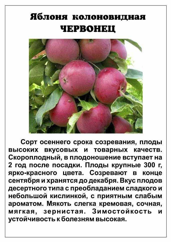10 сортов колоновидных яблонь, которые я рекомендую для средней полосы. названия, описание, уход, фото. — ботаничка