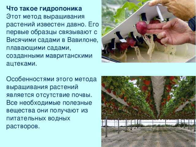 Растения-фильтры и грибы-аккумуляторы. секреты фитоочистки
