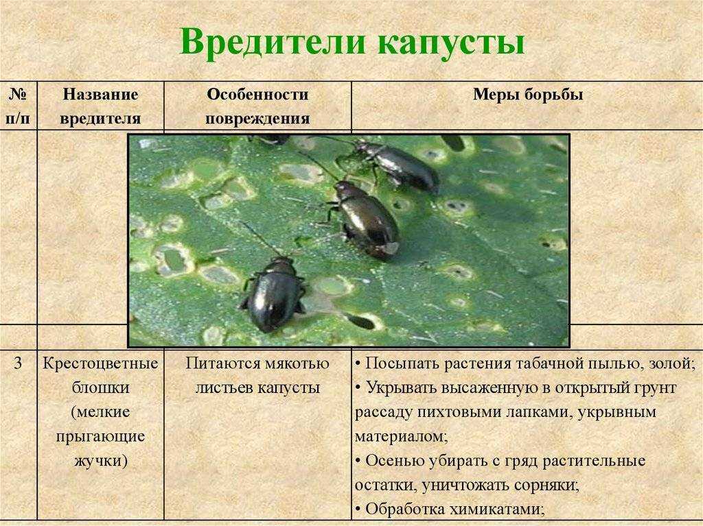 Нашатырный спирт от тли на даче: опрыскивание, обработка деревьев, сада, растений, народные средства