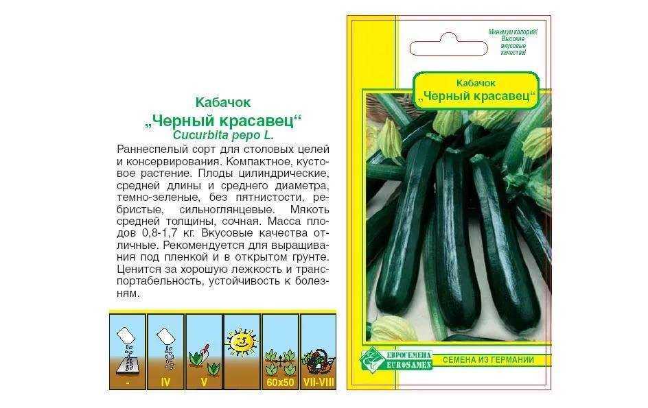 Выращивание кабачков, сорта, когда и как садить, борьба с болезнями