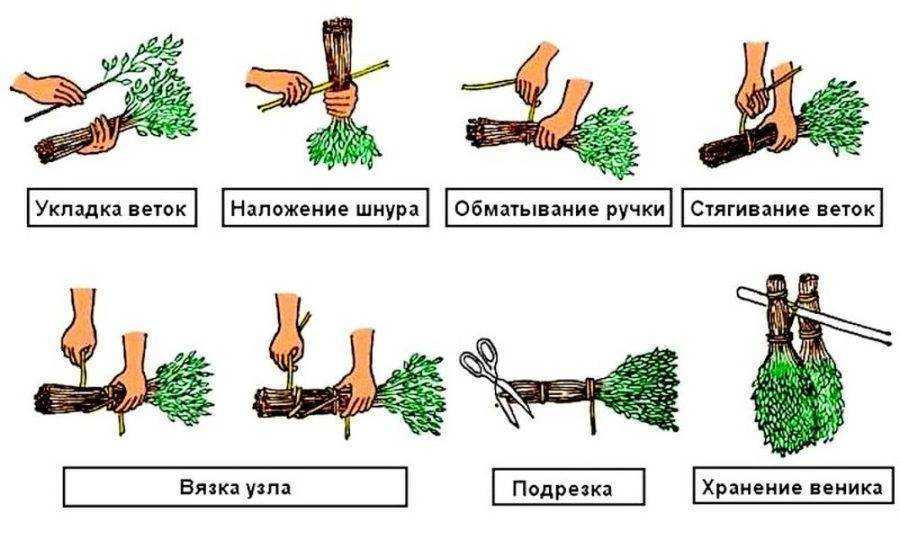 Ревень — вкусные черешки, целебный корень