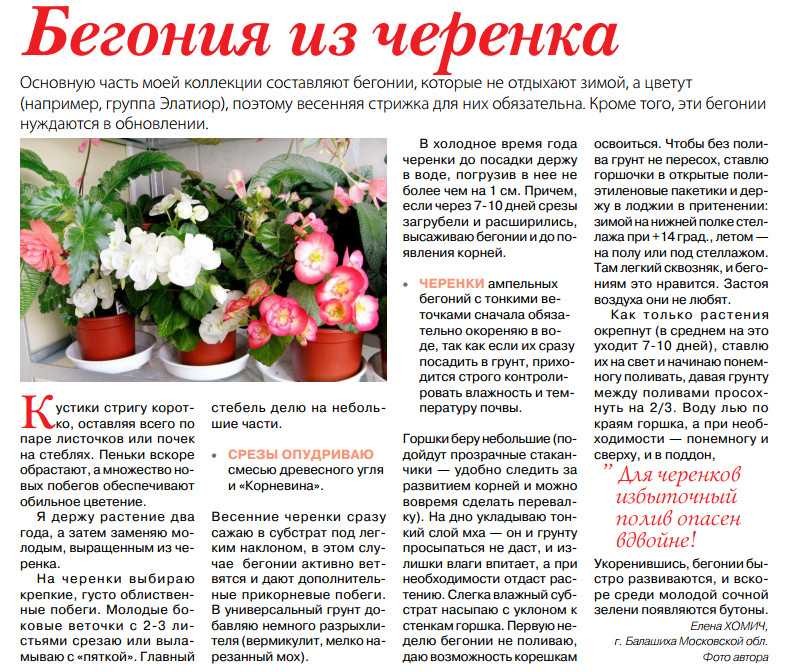 Что делать с бегонией осенью?