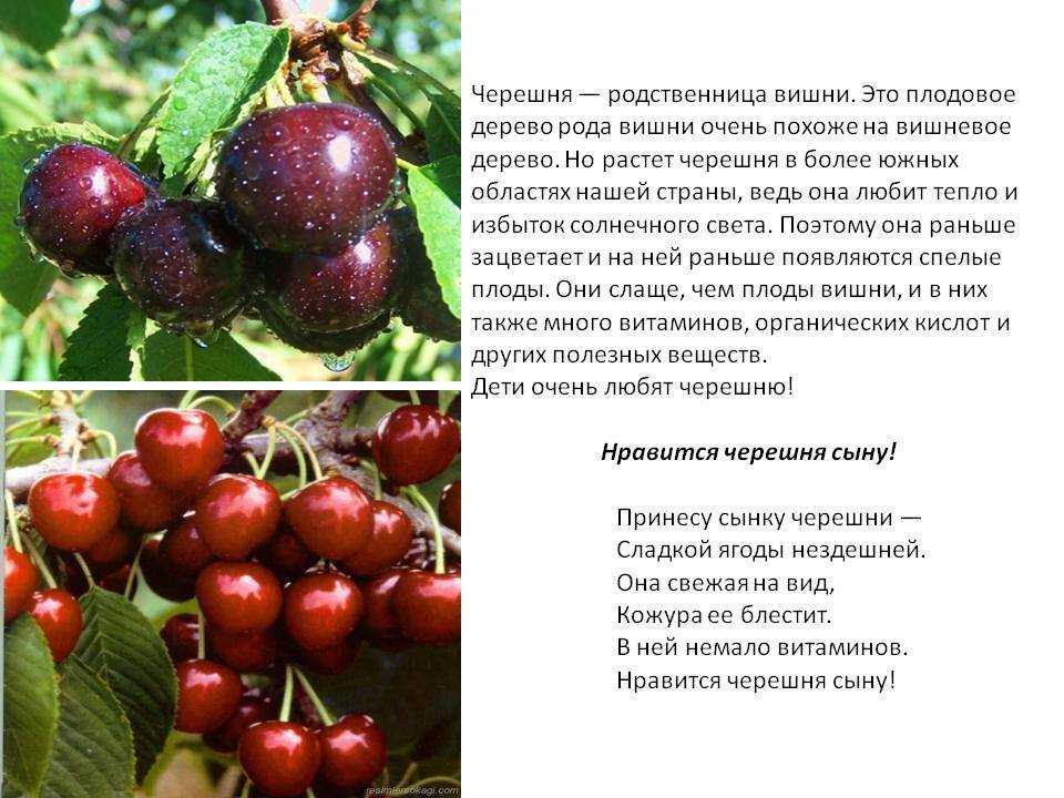 Черешня ипуть: описание сорта, характеристика, плюсы и минусы, посадка и уход, фото, отзывы