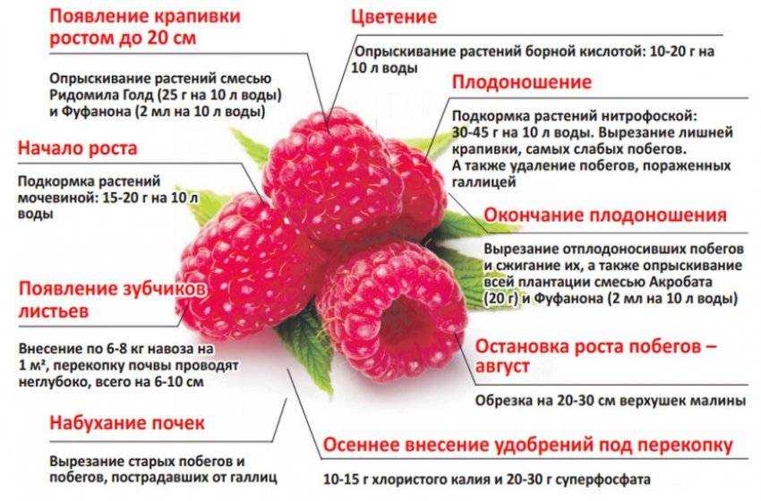 Когда собирать ягоды лесные и садовые: сроки сбора, ягодный календарь по месяцам