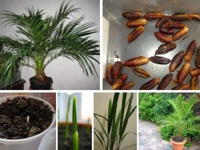 Как и где растут финики? выращивание фиников из косточки в домашних условиях