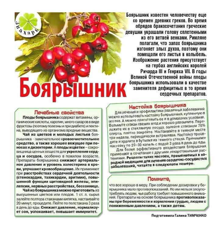Боярышник – полезные свойства и противопоказания для женщин и мужчин, химический состав, рецепты из народной медицины, вред и побочные эффекты