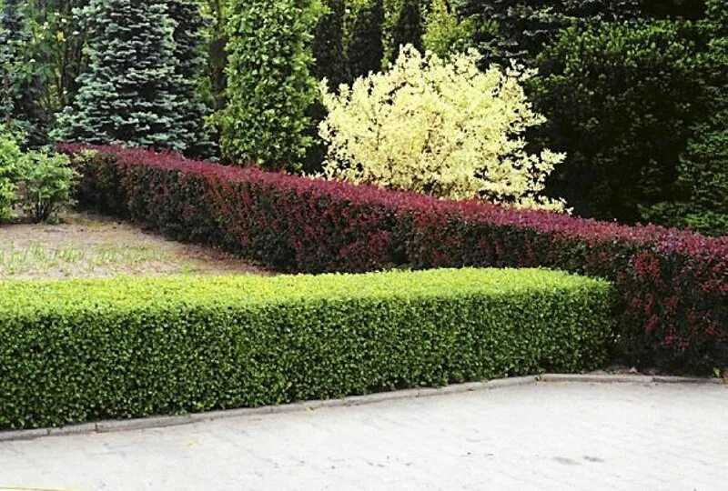 12 лучших растений для живой изгороди на затененных участках